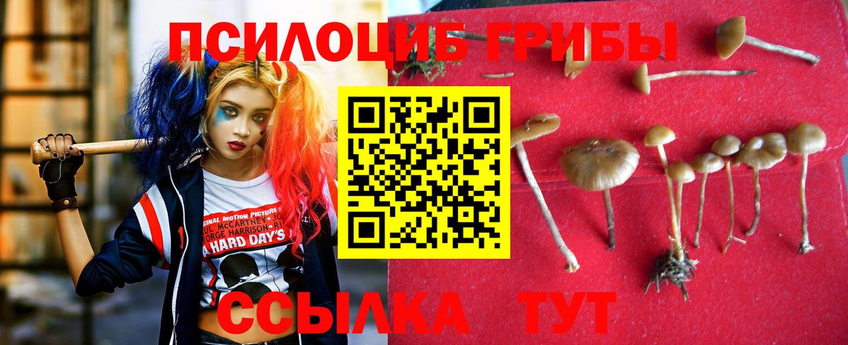 Псилоцибиновые грибы Cubensis Новодвинск